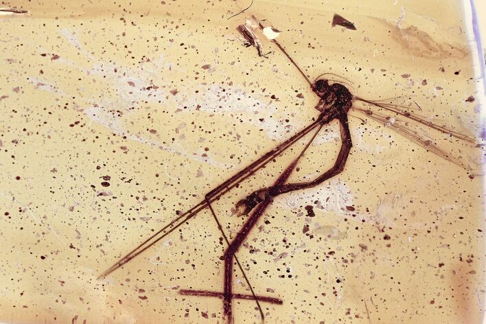 Detailed Fossil Crane Fly and Silken Fungus Beetle in Baltic Amber #352801